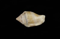 藏品(花瓶鳳凰螺)的圖片